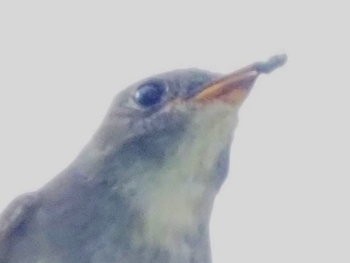 Eastern Wood-Pewee - ML643558785