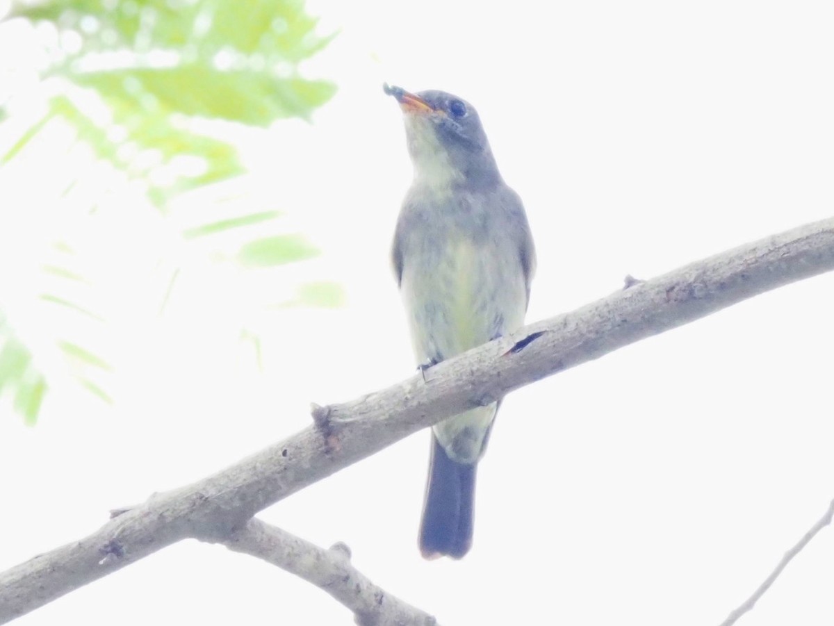 Eastern Wood-Pewee - ML643558786