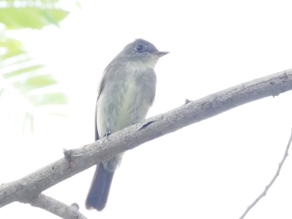 Eastern Wood-Pewee - ML643558787