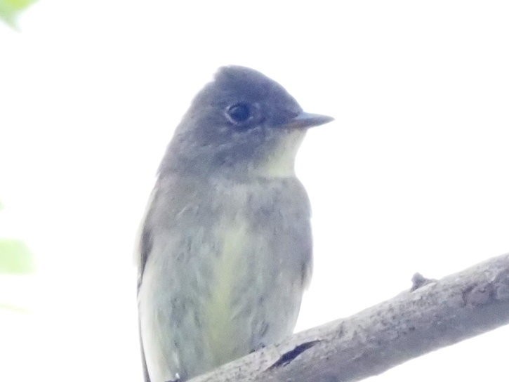 Eastern Wood-Pewee - ML643558788