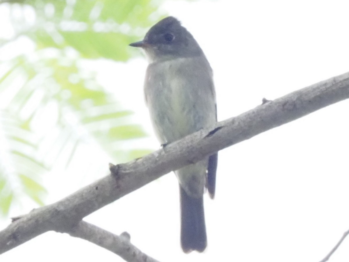 Eastern Wood-Pewee - ML643558789