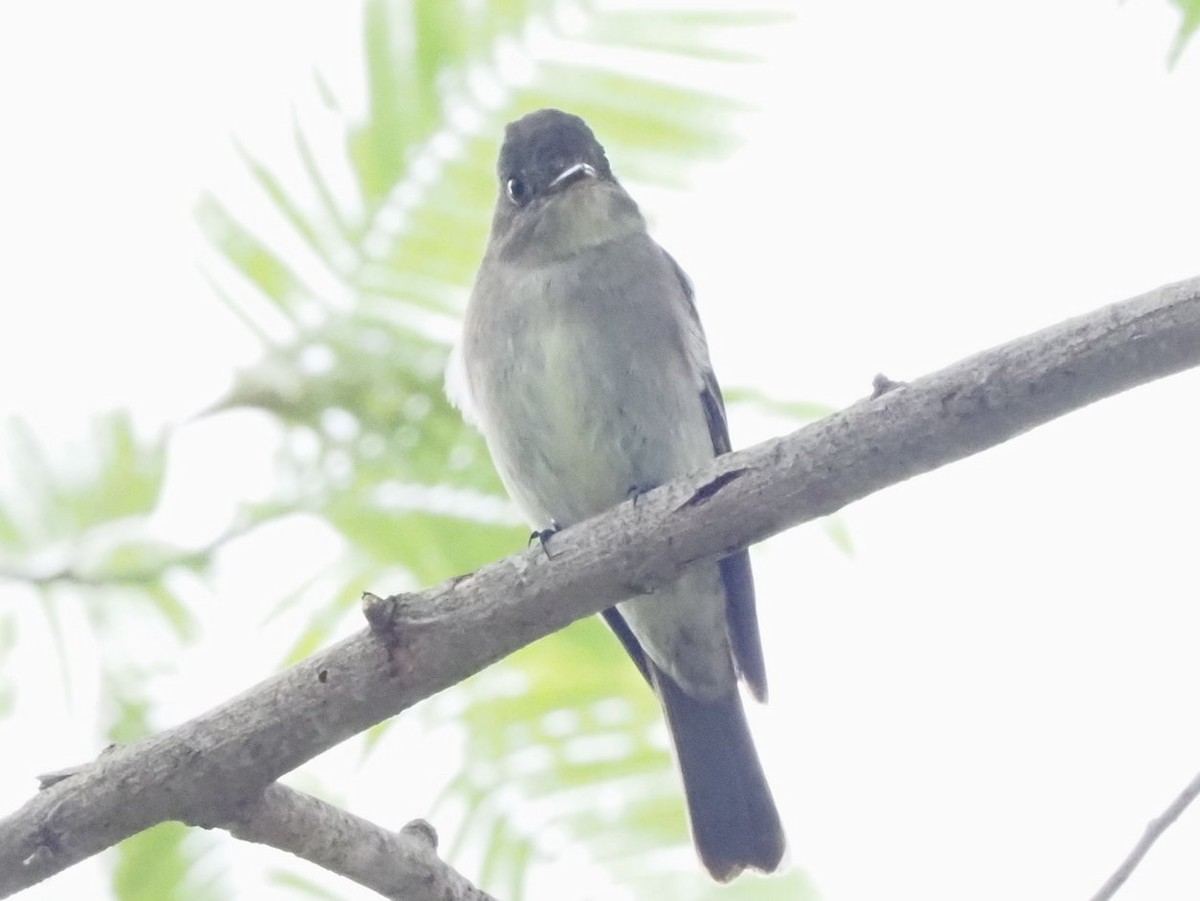 Eastern Wood-Pewee - ML643558790