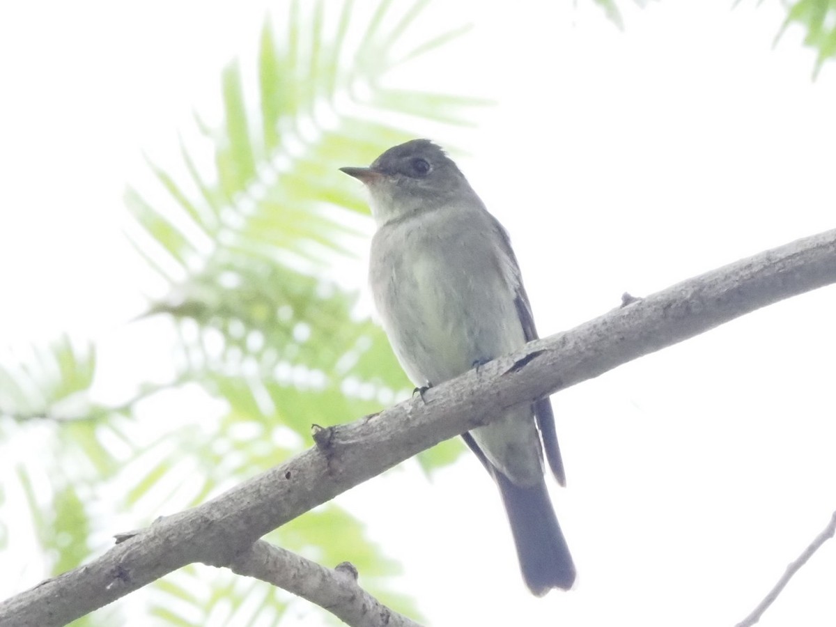 Eastern Wood-Pewee - ML643558791