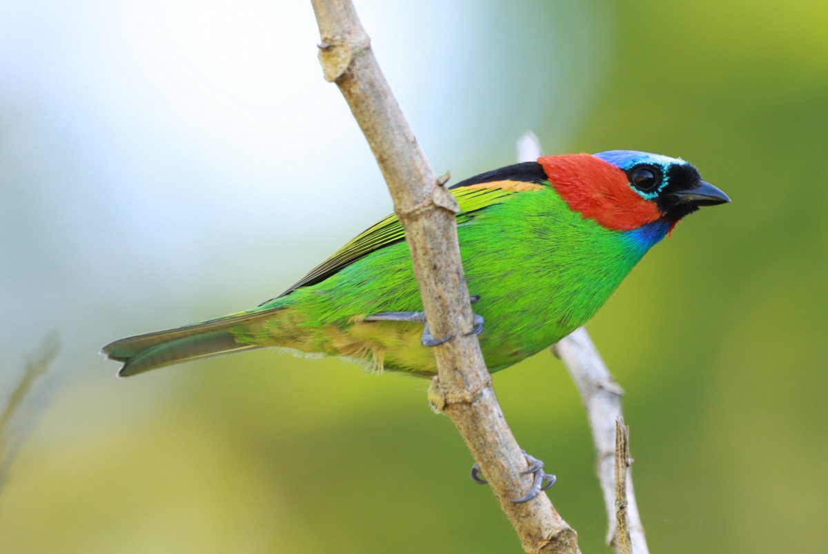 Red-necked Tanager - ML643558793