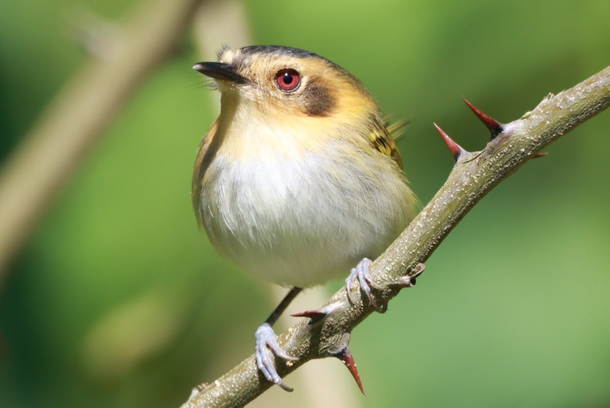 Ochre-faced Tody-Flycatcher - ML643558812