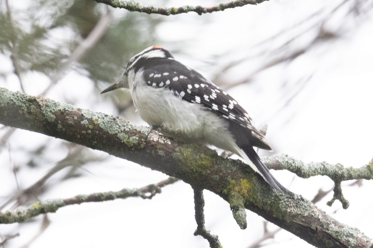 Hairy Woodpecker - ML643558829