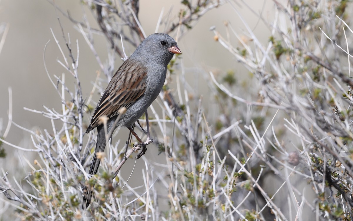 Black-chinned Sparrow - ML643558846