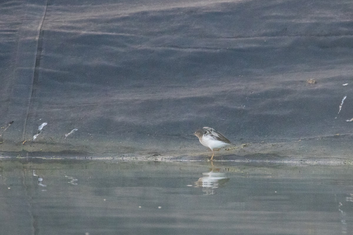 Spotted Sandpiper - ML643558856