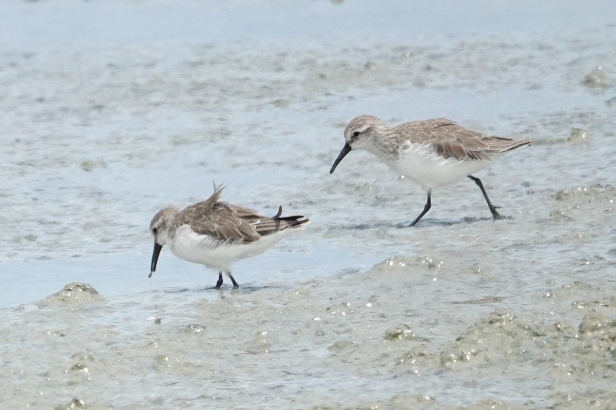 Alaska Kumkuşu - ML643558865