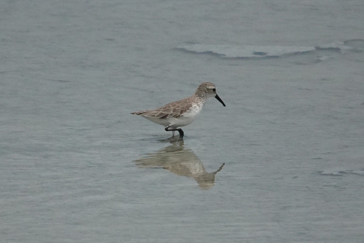 Alaska Kumkuşu - ML643558866