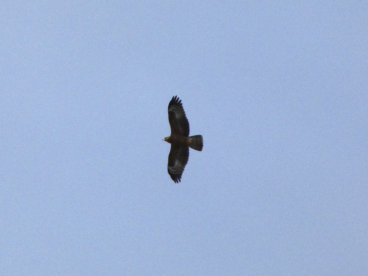 European Honey-buzzard - ML643558878