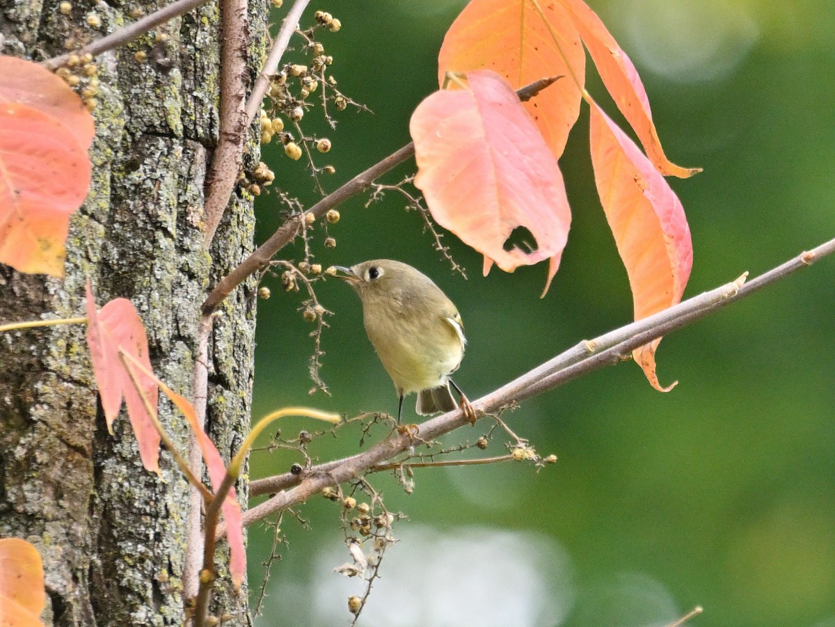 Ruby-crowned Kinglet - ML643558927