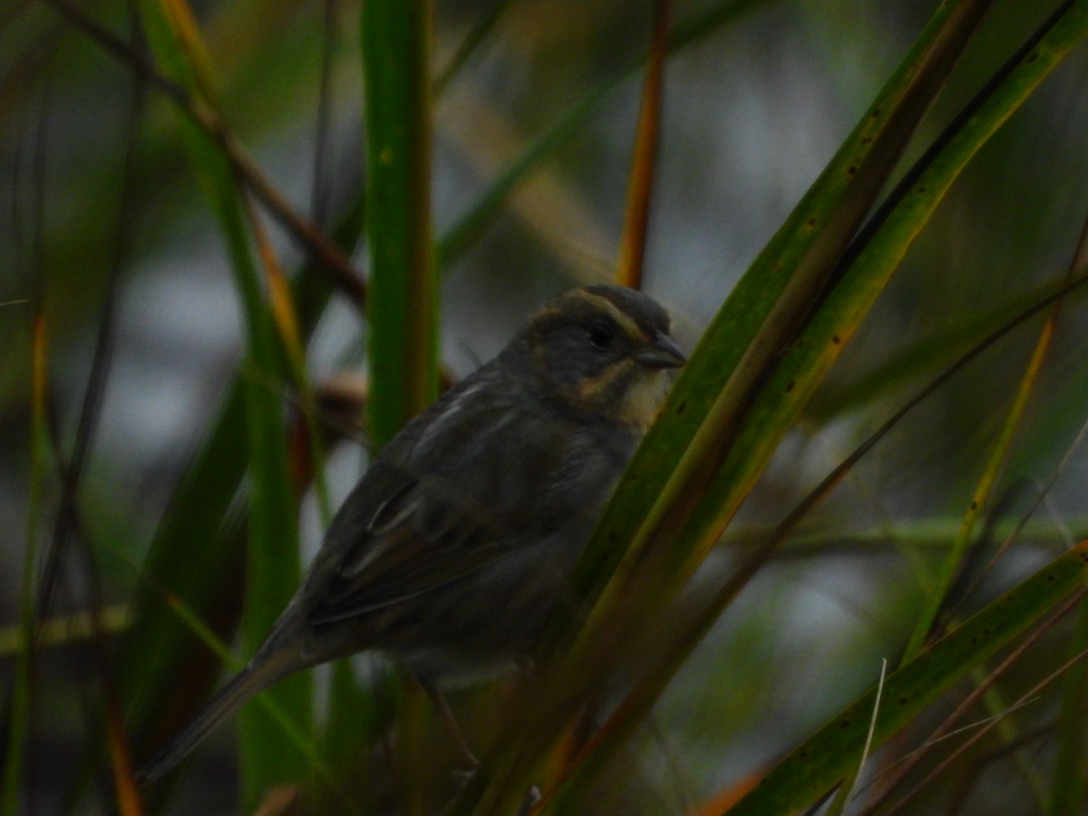 Nelson's Sparrow - ML643558945