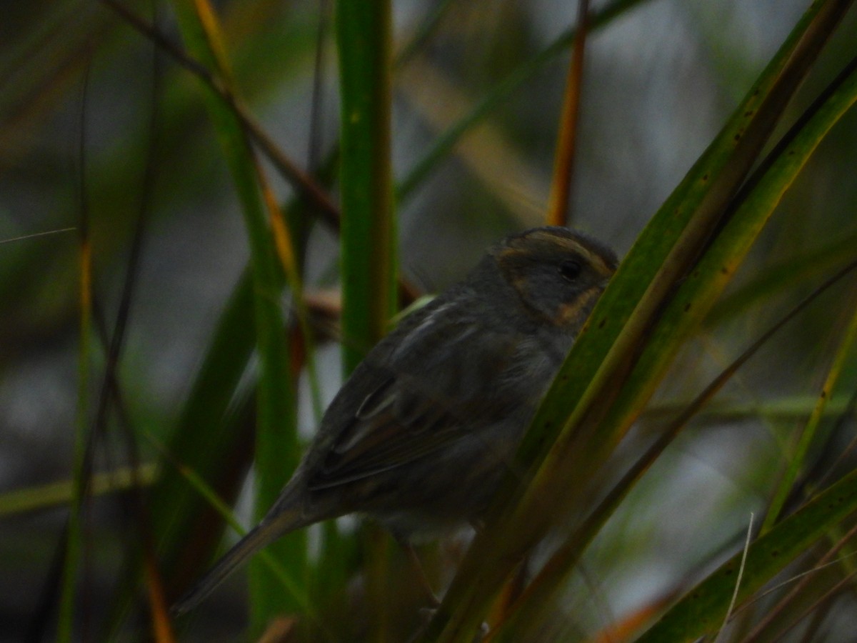 Nelson's Sparrow - ML643558951