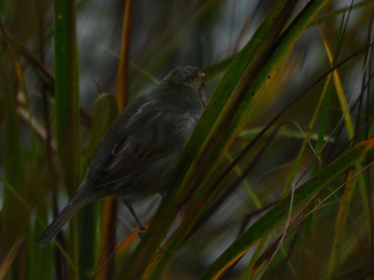 Nelson's Sparrow - ML643558955