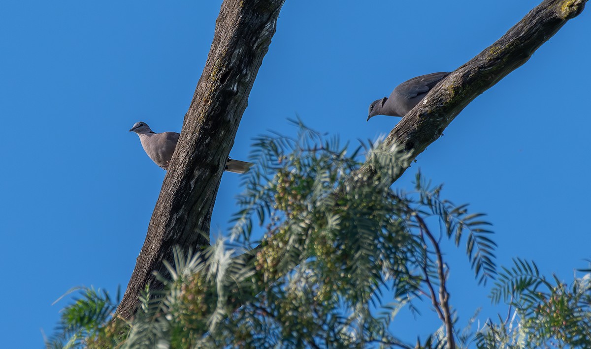 Ring-necked Dove - ML643558957