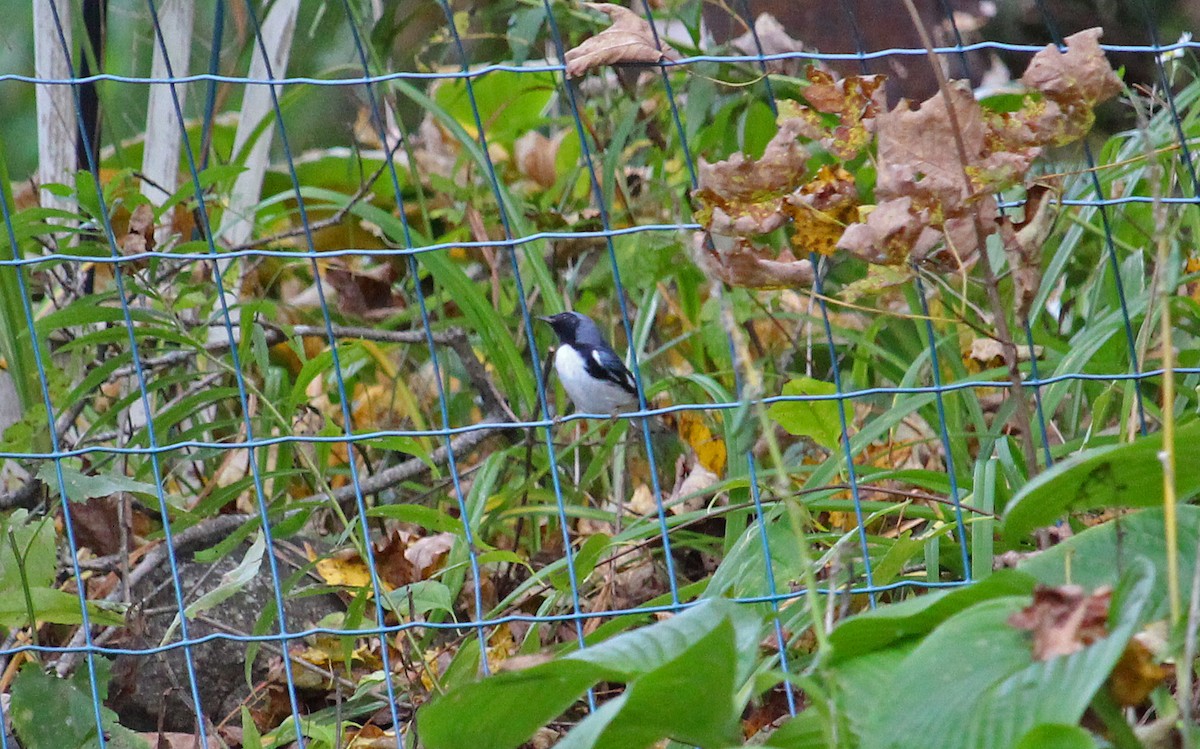 blåparula - ML643558958