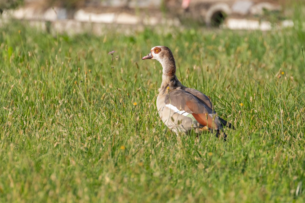 Egyptian Goose - ML643558963