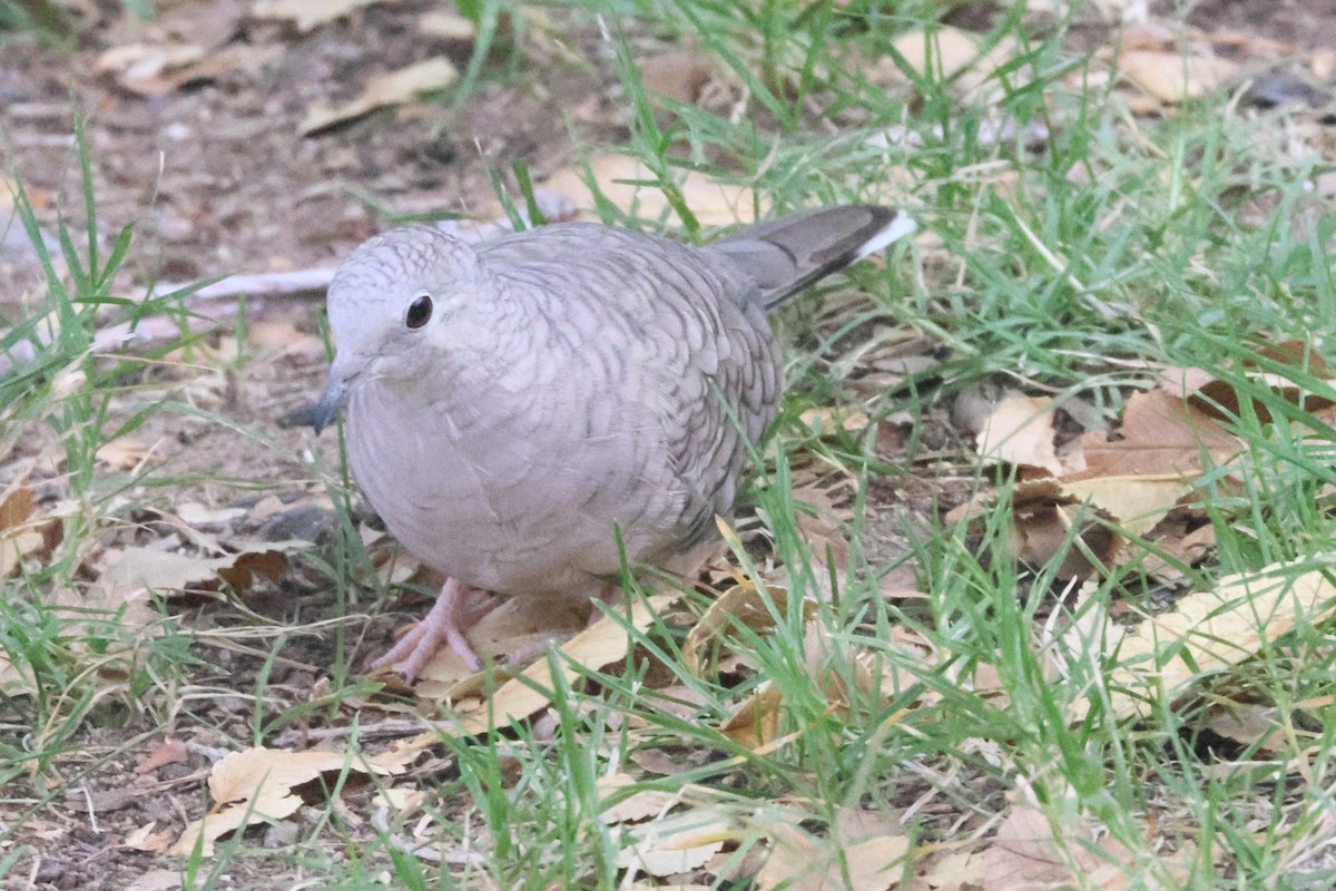 インカバト - ML643558965