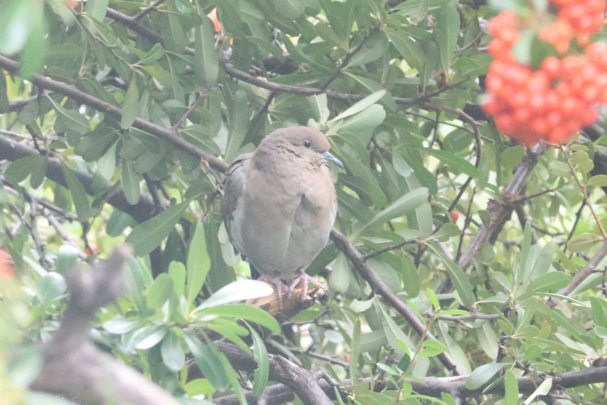 White-winged Dove - ML643558970