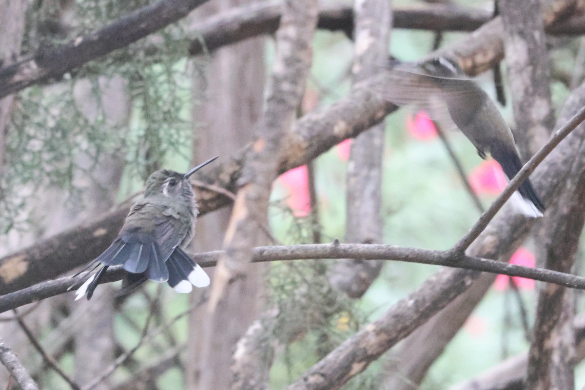 Blue-throated Mountain-gem - ML643558998