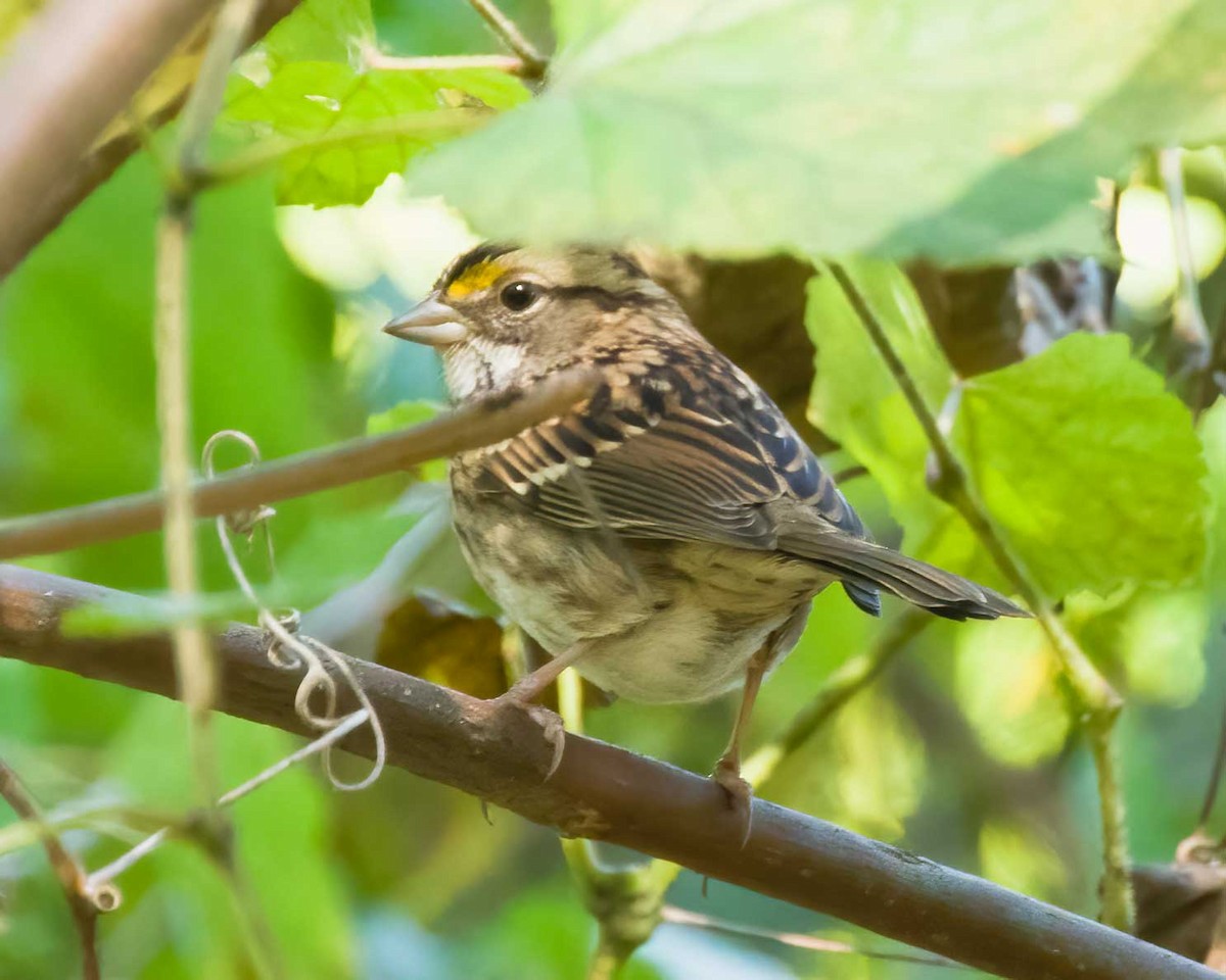 White-throated Sparrow - ML643559000