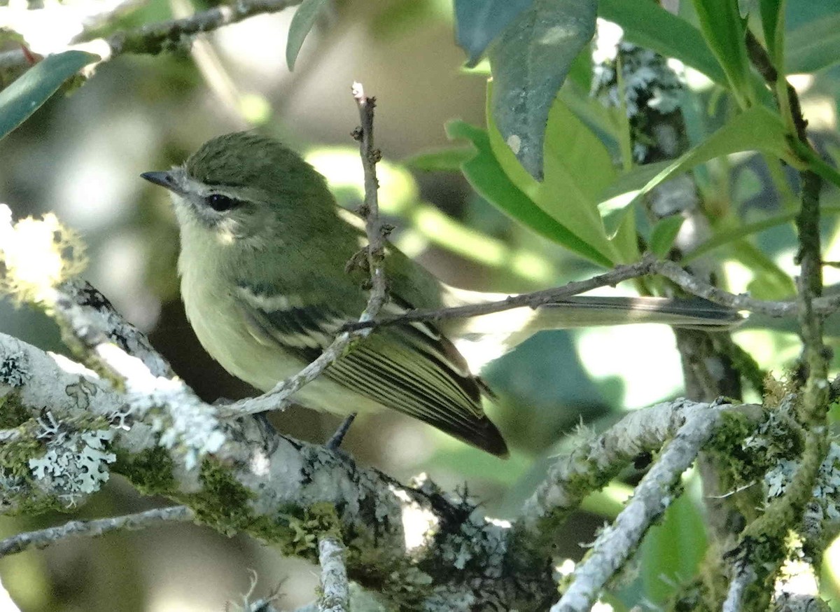 Greenish Tyrannulet - ML643559013