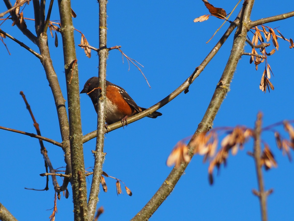 Spotted Towhee - ML643559037
