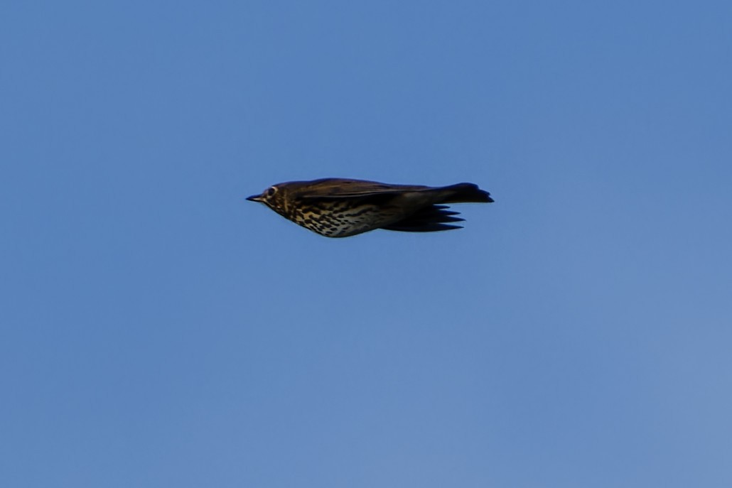 Song Thrush - ML643559040