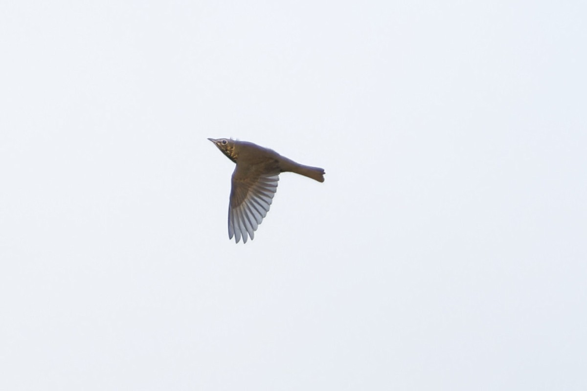 Song Thrush - ML643559042