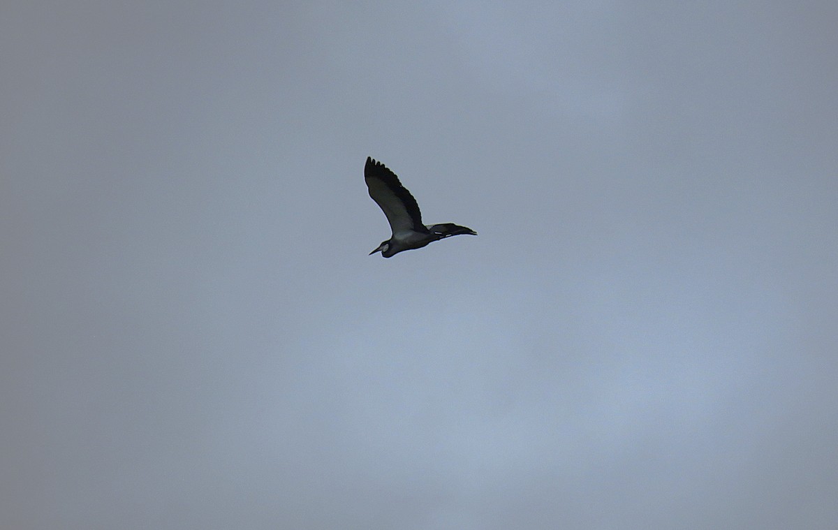 Black-headed Heron - ML643559044