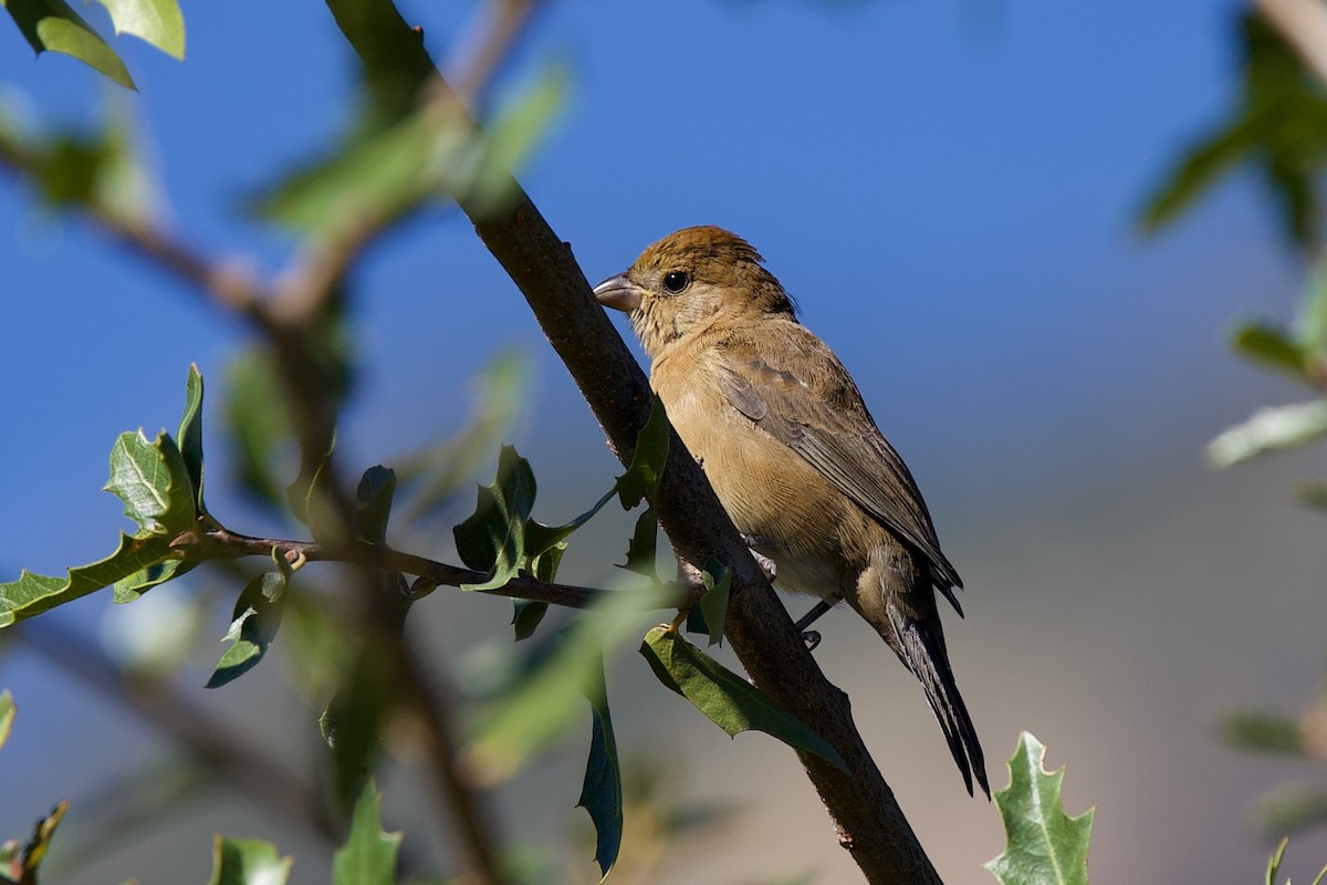 Varied Bunting - ML643559046