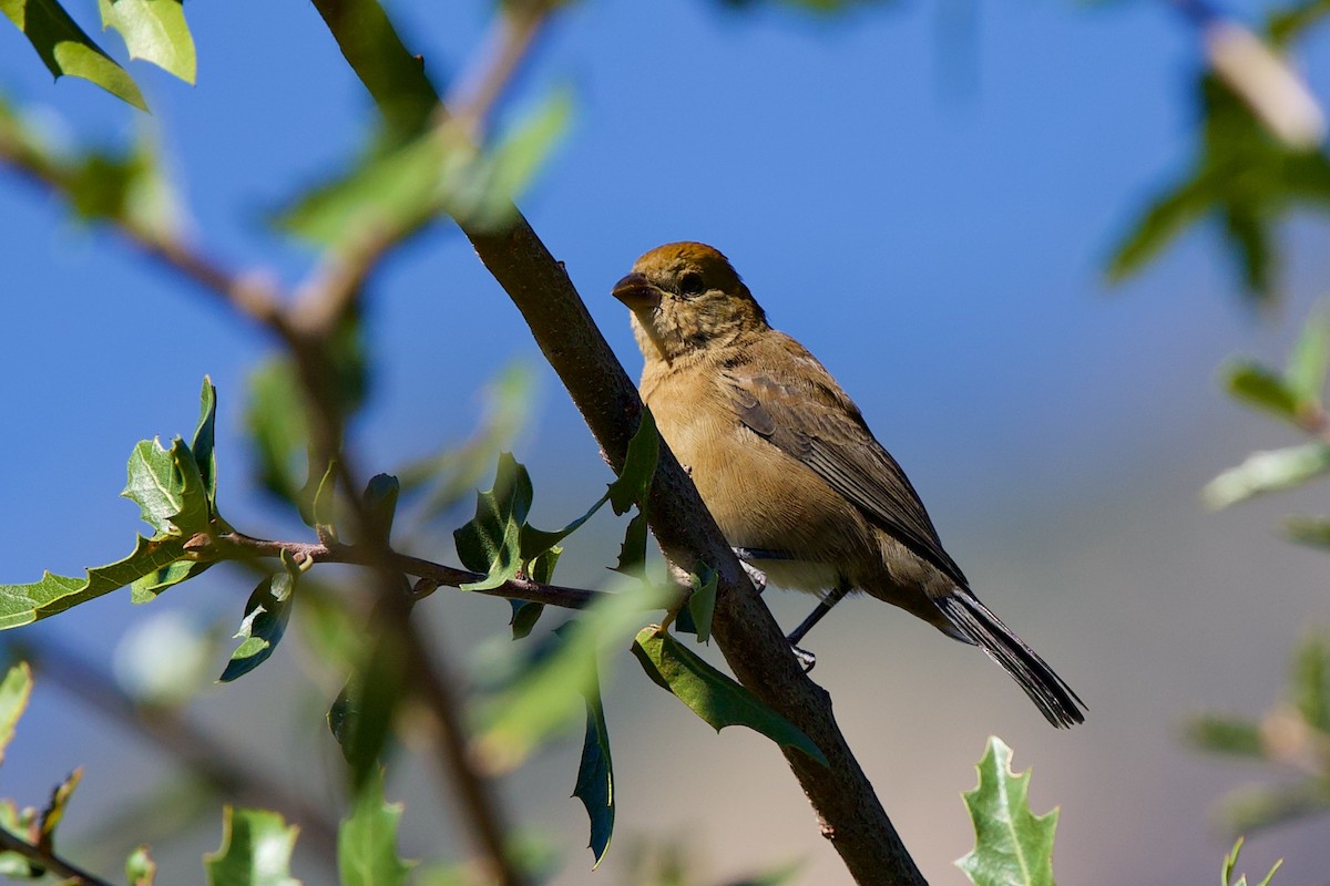 Varied Bunting - ML643559047