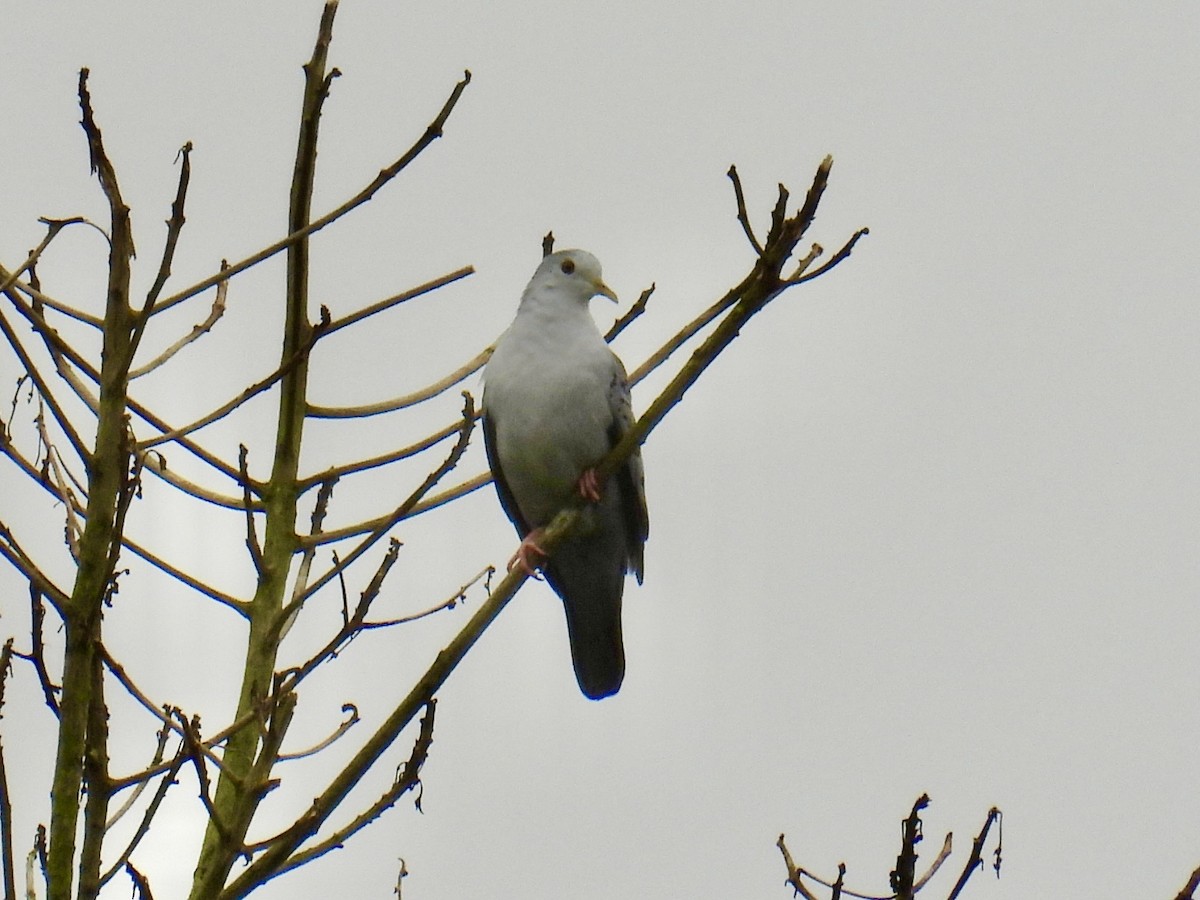 Blue Ground Dove - ML643559060