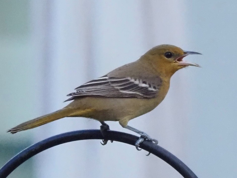 Hooded Oriole - Bert Frenz