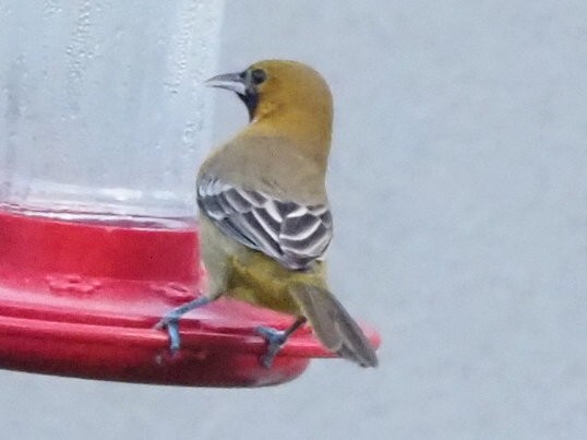 Hooded Oriole - Bert Frenz