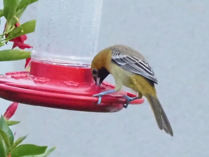 Hooded Oriole - Bert Frenz