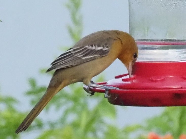 Hooded Oriole - Bert Frenz