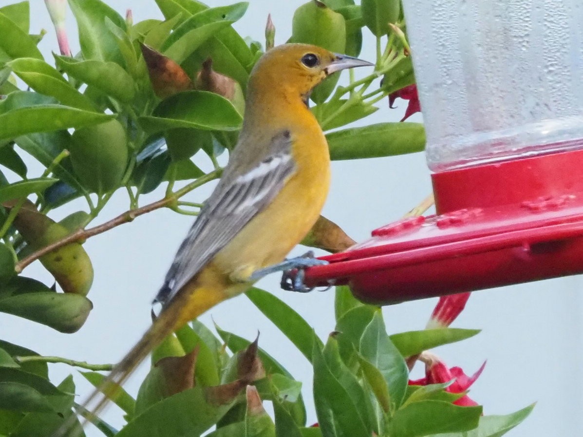 Hooded Oriole - Bert Frenz