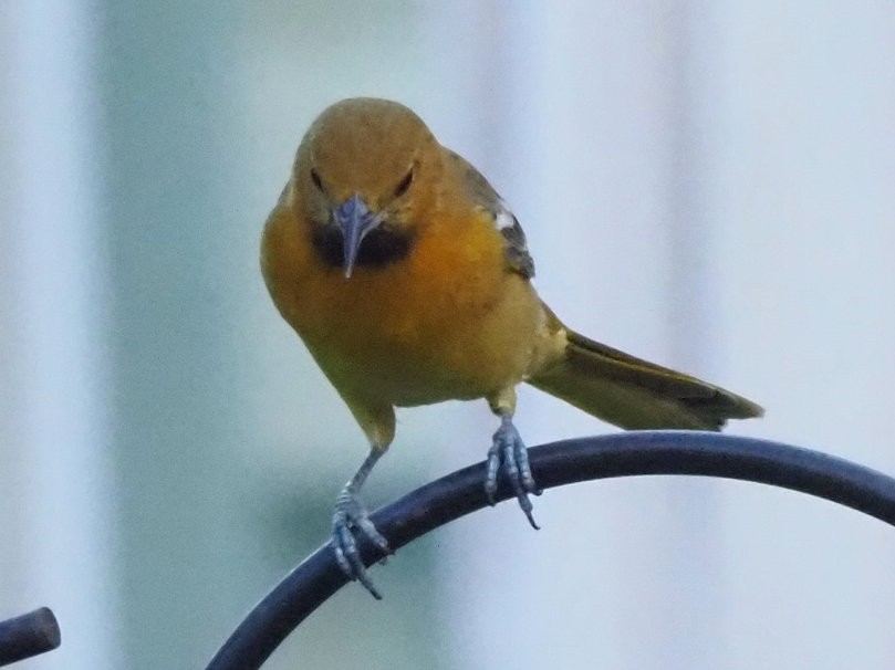 Hooded Oriole - Bert Frenz