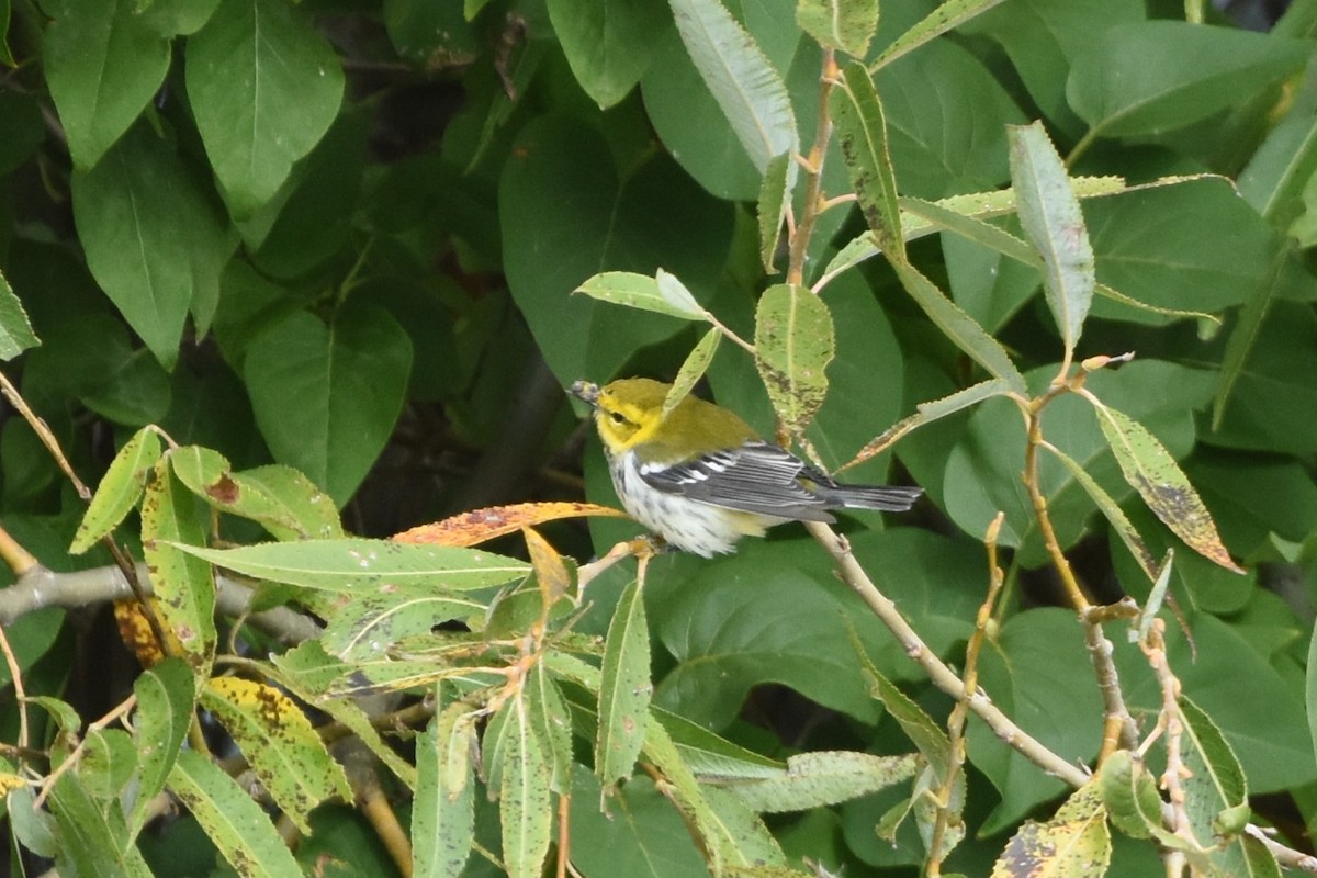 Black-throated Green Warbler - ML643559099