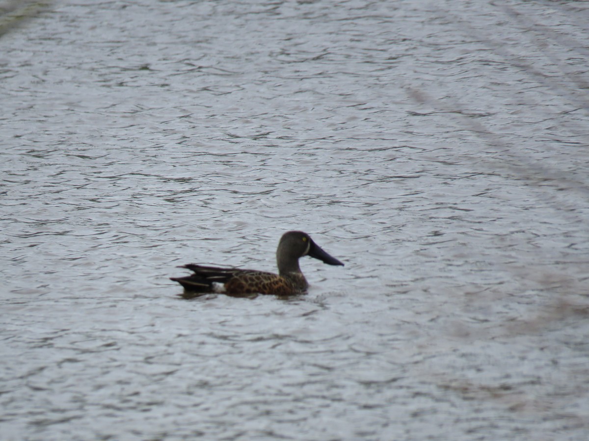 Australasian Shoveler - ML643559108