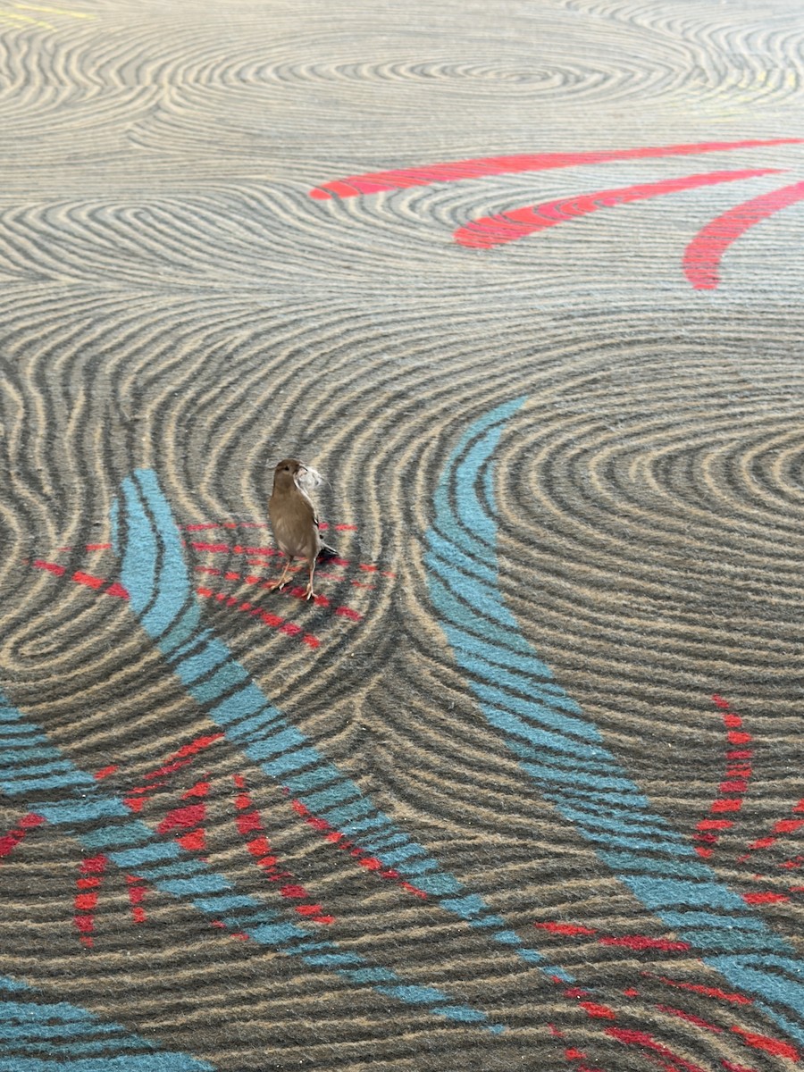 House Sparrow - ML643559124