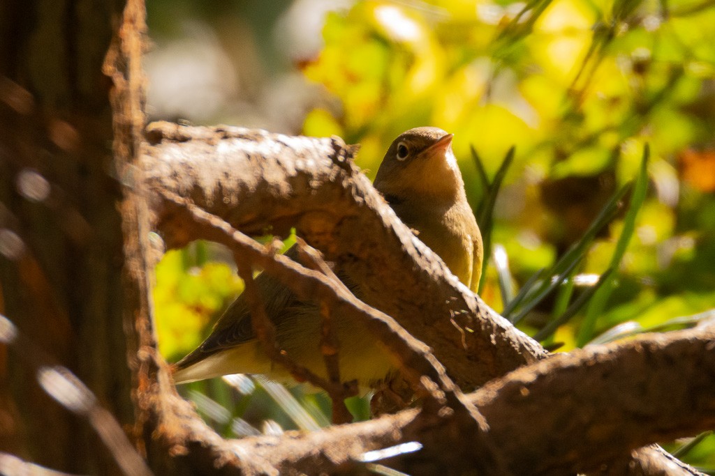 Connecticut Warbler - ML643559146