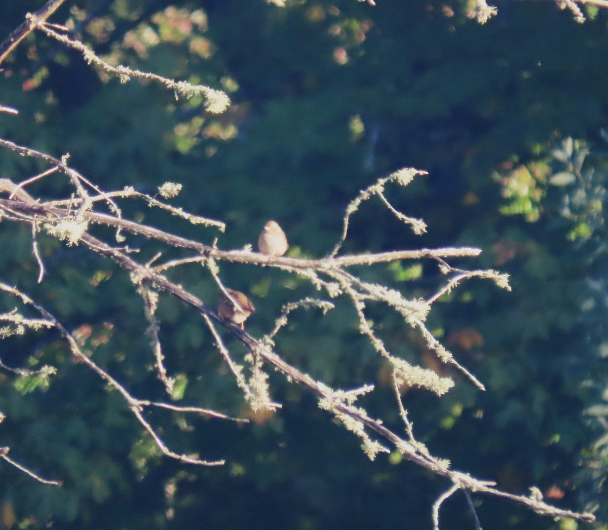 American Goldfinch - ML643559149