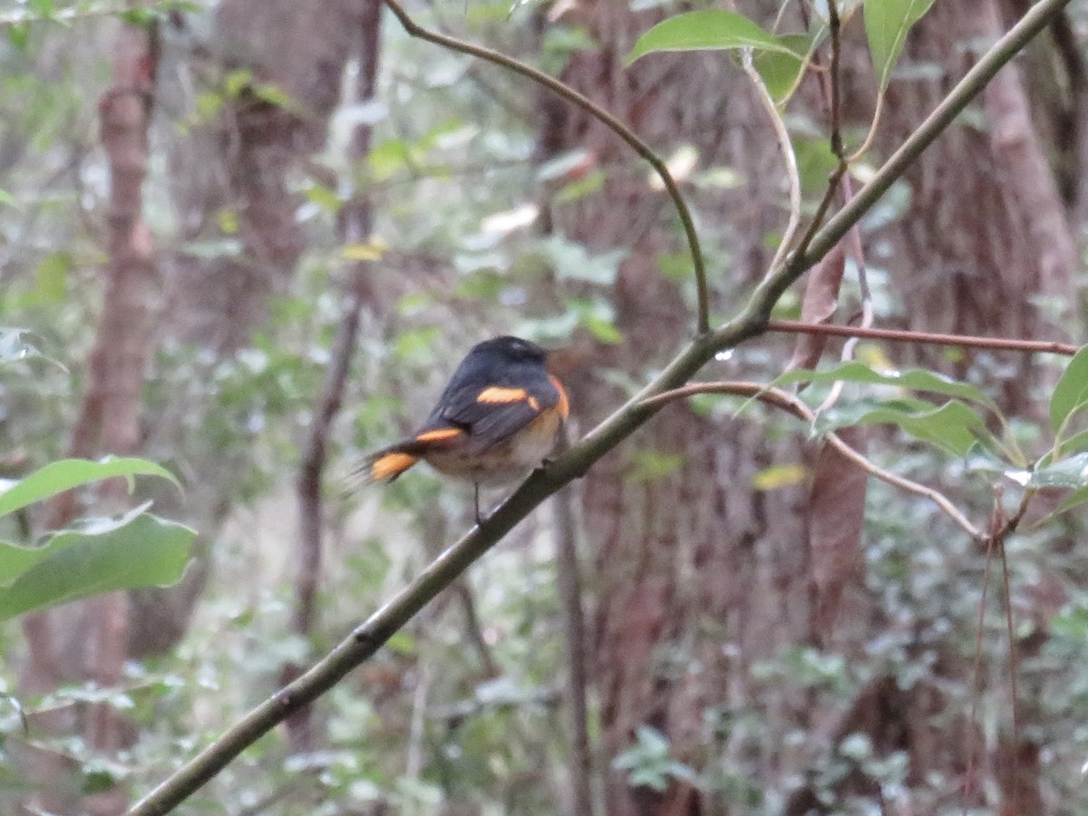 American Redstart - ML643559151