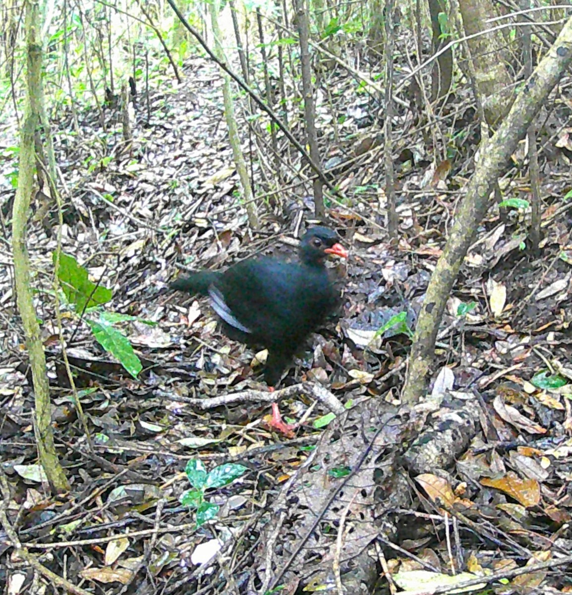 Highland Guan - ML643559157