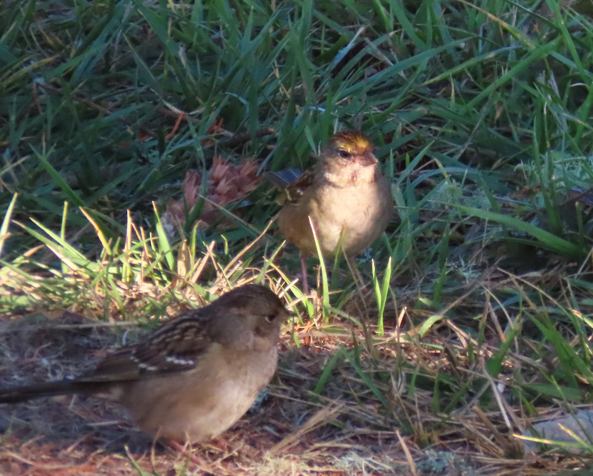 Bruant à couronne dorée - ML643559166