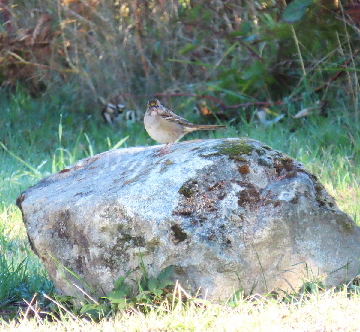 Bruant à couronne dorée - ML643559167