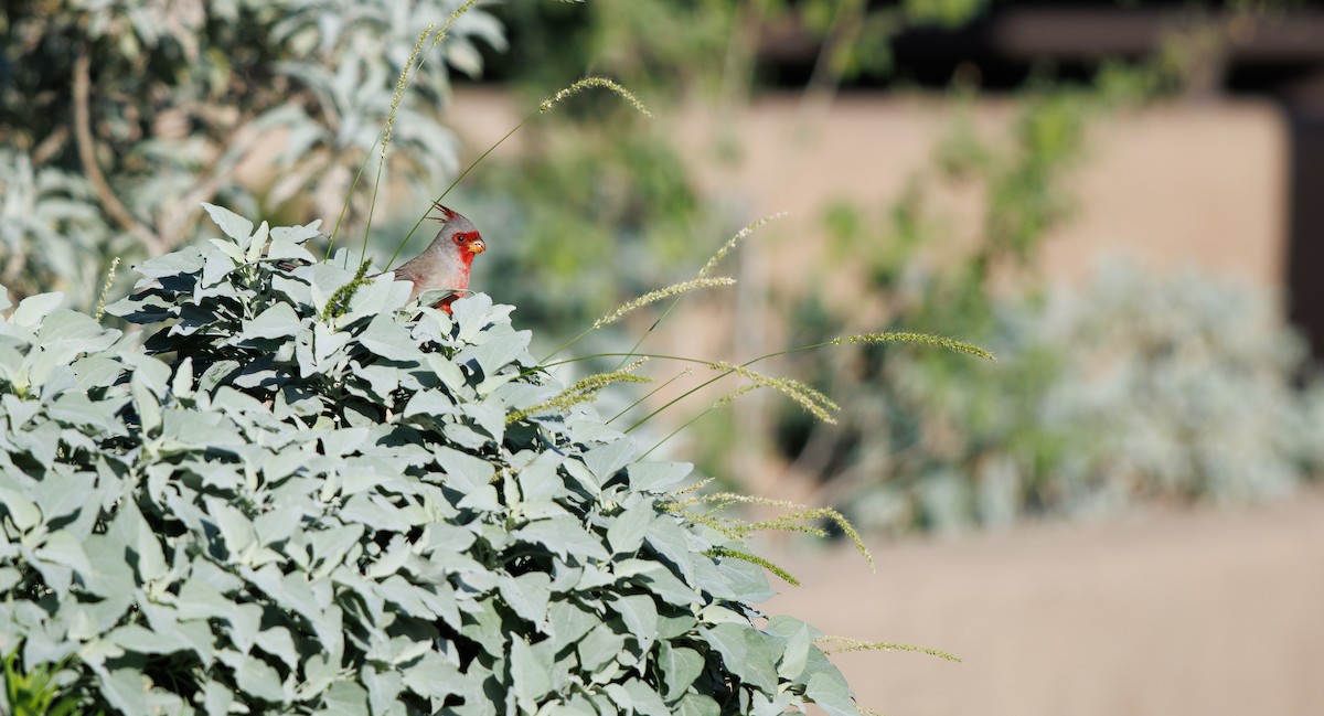 Cardinal pyrrhuloxia - ML643559171